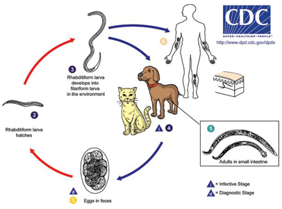 Pet Intestinal Parasites Ogden Borrett Animal Hospital