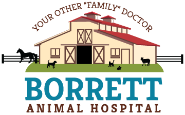 Veterinarian In Ogden | Borrett Animal Hospital