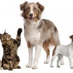 How Do Pet Deposit Agreements Work?