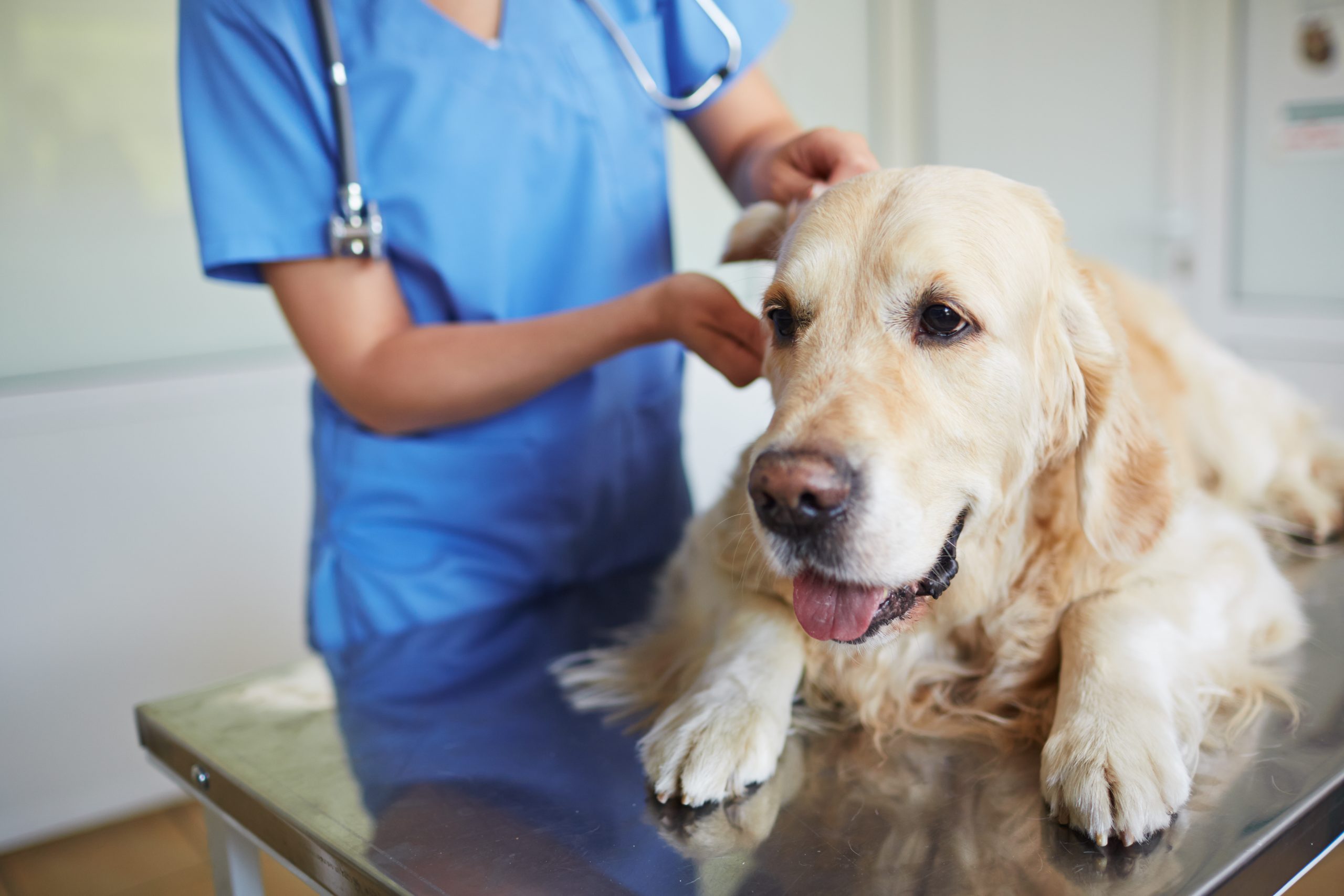 Animal Services | Borrett Animal Hospital | Veterinarian
