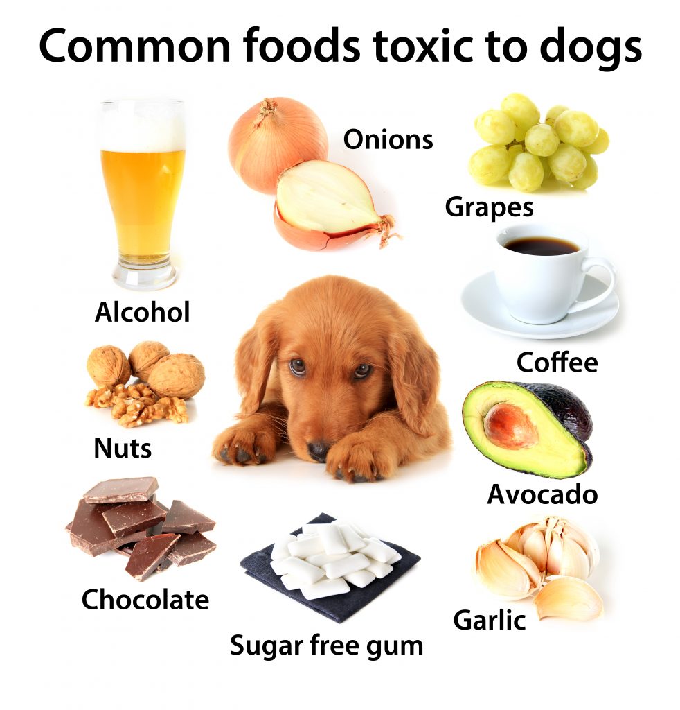 dangerous foods, plants and other items for pets Borrett Animal Hospital Ogden, UT