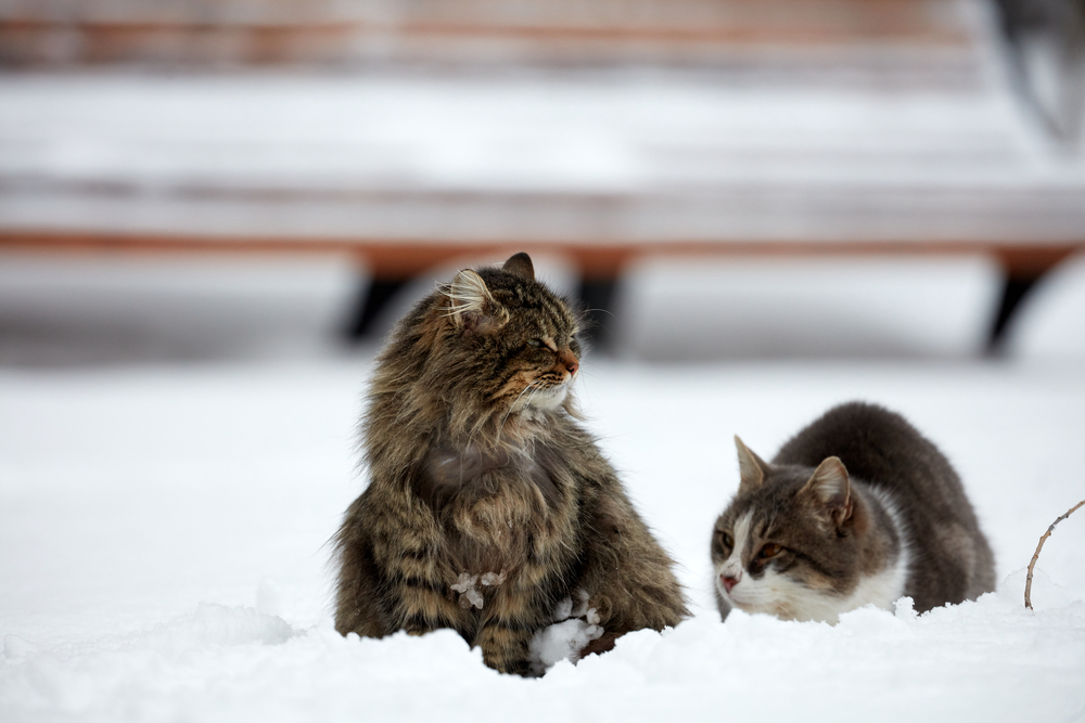 winter tips for dogs and cats
