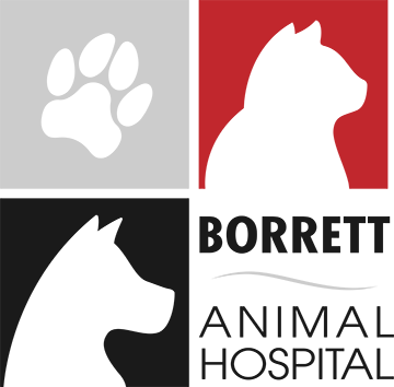 Veterinarian In Ogden | Borrett Animal Hospital